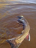 foto/diskuze/z_lovu/2013/th-img102405.jpg
