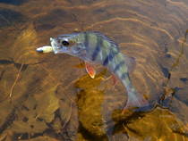 foto/diskuze/z_lovu/2013/th-img102408.jpg