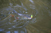 foto/diskuze/z_lovu/2013/th-img102437.jpg