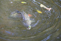foto/diskuze/z_lovu/2013/th-img102438.jpg