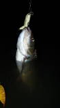 foto/diskuze/z_lovu/2013/th-img102442.jpg