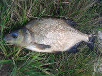 foto/diskuze/z_lovu/2013/th-img102485.jpg