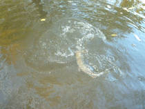 foto/diskuze/z_lovu/2013/th-img102514.jpg
