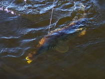 foto/diskuze/z_lovu/2013/th-img102521.jpg