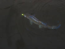 foto/diskuze/z_lovu/2013/th-img102580.jpg