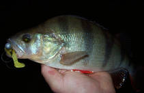 foto/diskuze/z_lovu/2013/th-img102586.jpg
