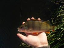 foto/diskuze/z_lovu/2013/th-img102588.jpg
