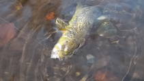 foto/diskuze/z_lovu/2013/th-img102602.jpg