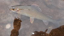 foto/diskuze/z_lovu/2013/th-img102603.jpg