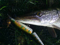 foto/diskuze/z_lovu/2013/th-img102618.jpg