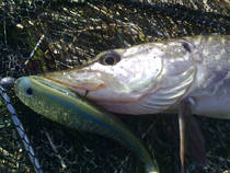 foto/diskuze/z_lovu/2013/th-img102621.jpg