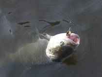 foto/diskuze/z_lovu/2013/th-img102623.jpg