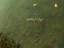 foto/diskuze/z_lovu/2013/th-img102630.jpg