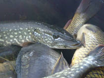 foto/diskuze/z_lovu/2013/th-img102663.jpg