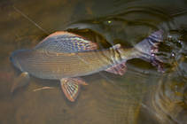 foto/diskuze/z_lovu/2013/th-img102820.jpg
