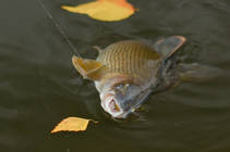 foto/diskuze/z_lovu/2013/th-img102821.jpg