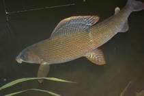 foto/diskuze/z_lovu/2013/th-img102823.jpg