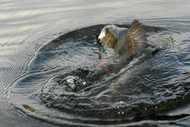 foto/diskuze/z_lovu/2013/th-img102829.jpg