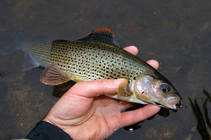 foto/diskuze/z_lovu/2013/th-img102853.jpg