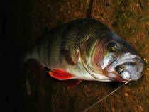 foto/diskuze/z_lovu/2013/th-img102861.jpg