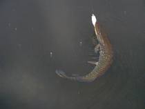 foto/diskuze/z_lovu/2013/th-img102929.jpg