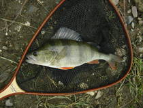 foto/diskuze/z_lovu/2013/th-img103141.jpg