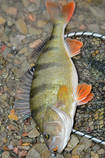 foto/diskuze/z_lovu/2013/th-img103145.jpg