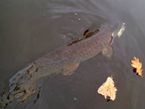 foto/diskuze/z_lovu/2013/th-img103193.jpg