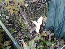 foto/diskuze/z_lovu/2013/th-img103296.jpg