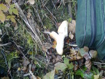 foto/diskuze/z_lovu/2013/th-img103297.jpg