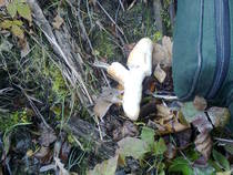 foto/diskuze/z_lovu/2013/th-img103298.jpg