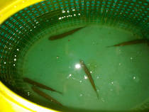 foto/diskuze/z_lovu/2013/th-img103307.jpg