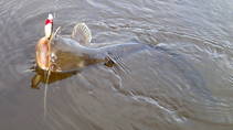foto/diskuze/z_lovu/2013/th-img103358.jpg