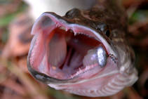 foto/diskuze/z_lovu/2013/th-img103430.jpg