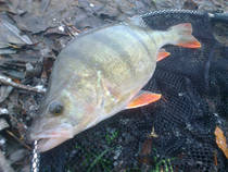 foto/diskuze/z_lovu/2013/th-img103516.jpg
