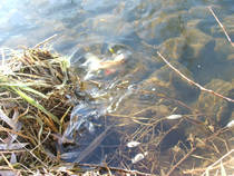foto/diskuze/z_lovu/2013/th-img103636.jpg