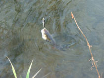 foto/diskuze/z_lovu/2013/th-img103638.jpg