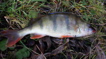 foto/diskuze/z_lovu/2013/th-img103801.jpg