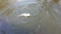 foto/diskuze/z_lovu/2013/th-img103802.jpg