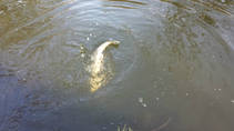foto/diskuze/z_lovu/2013/th-img103803.jpg