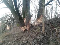 foto/diskuze/z_lovu/2013/th-img103861.jpg