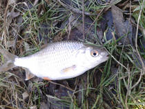 foto/diskuze/z_lovu/2013/th-img103888.jpg