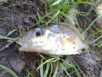 foto/diskuze/z_lovu/2013/th-img103889.jpg