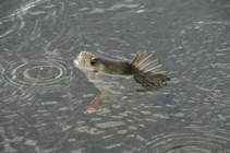 foto/diskuze/z_lovu/2013/th-img103897.jpg