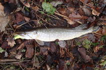 foto/diskuze/z_lovu/2013/th-img103915.jpg
