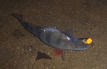 foto/diskuze/z_lovu/2013/th-img103931.jpg
