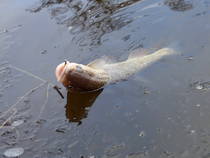 foto/diskuze/z_lovu/2013/th-img104012.jpg