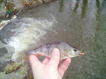 foto/diskuze/z_lovu/2013/th-img104016.jpg