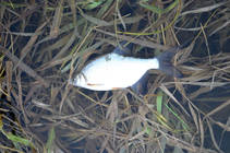 foto/diskuze/z_lovu/2013/th-img91204.jpg
