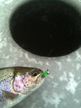 foto/diskuze/z_lovu/2013/th-img92102.jpg